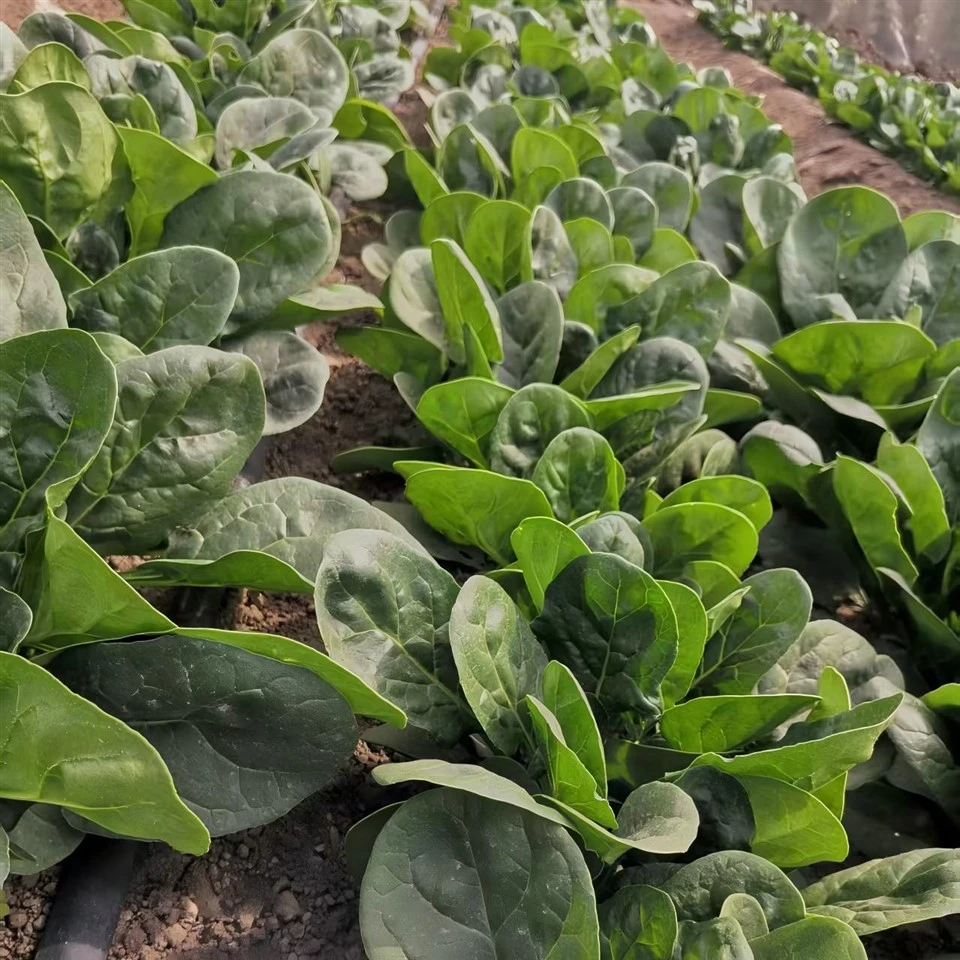秋のほうれん草の種