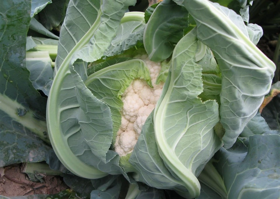 Green Cauliflower（PE-101） suppliers