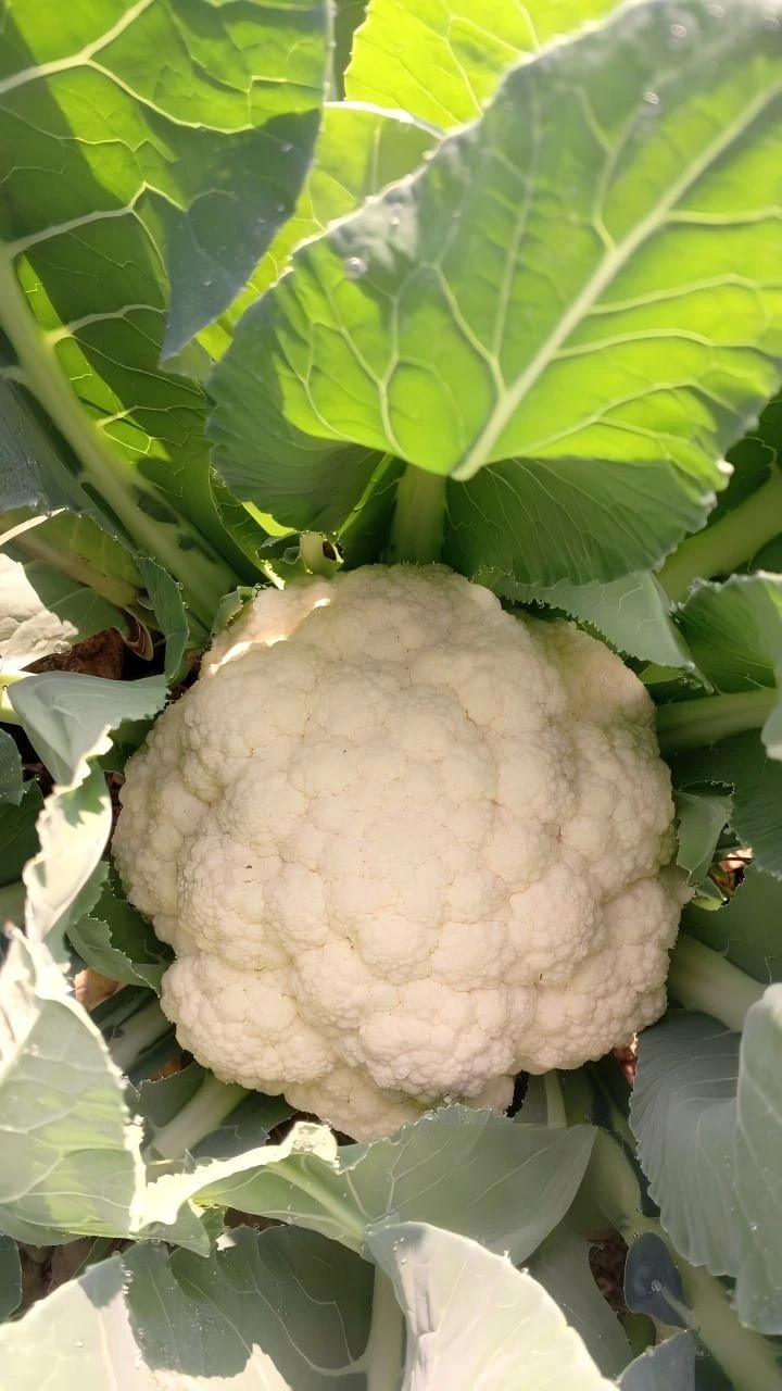 Green Cauliflower（PE-101） factory