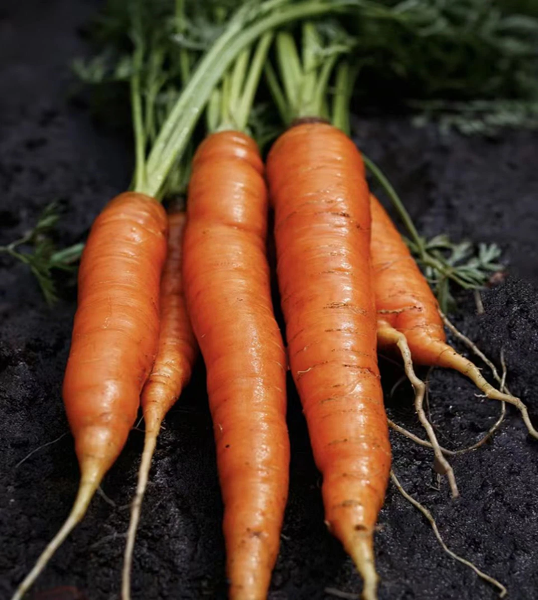 Pickled carrots 2 Pickled carrots 2